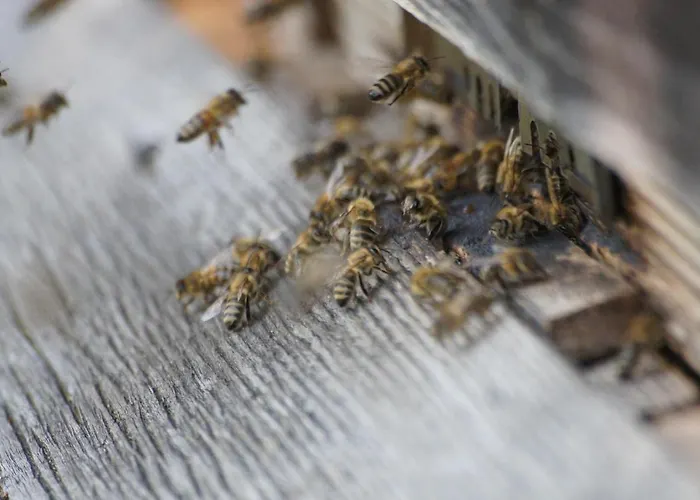 Im Obstgarten 公寓