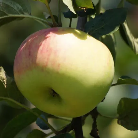 Im Obstgarten Apartment *