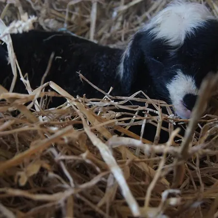 Im Obstgarten Achberg