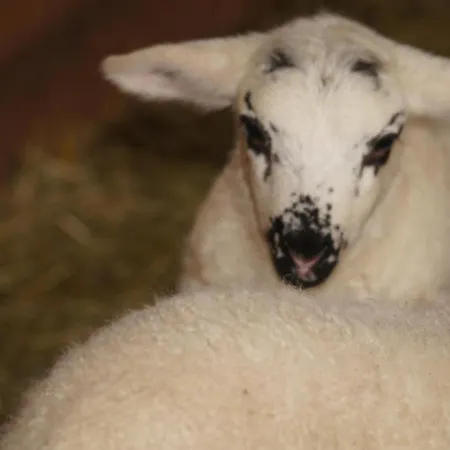 Im Obstgarten Achberg