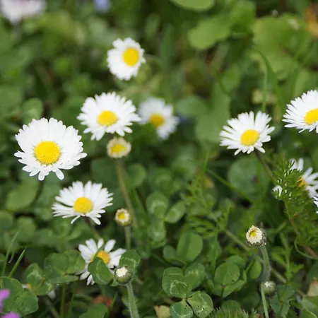 公寓 Im Obstgarten *