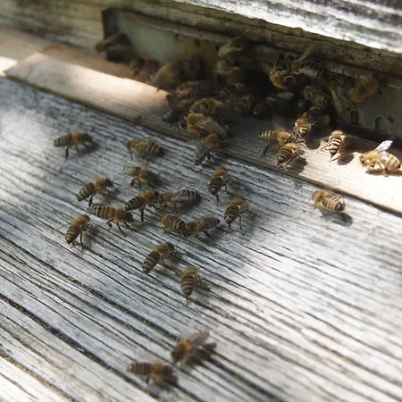 Im Obstgarten 公寓 阿克博格