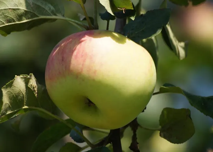 Im Obstgarten Apartamento *