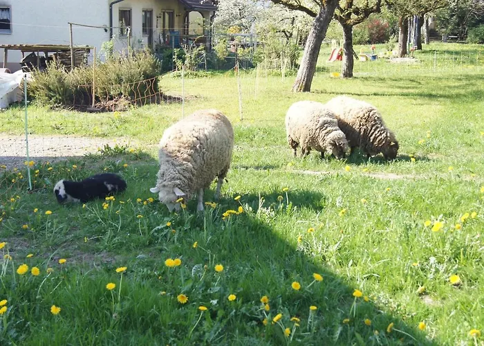 Im Obstgarten Achberg