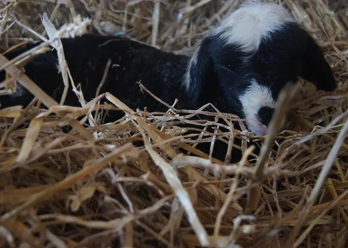 Im Obstgarten Achberg