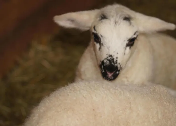 Im Obstgarten Achberg