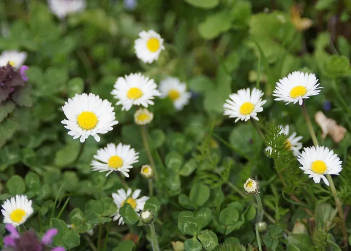 Apartamento Im Obstgarten *