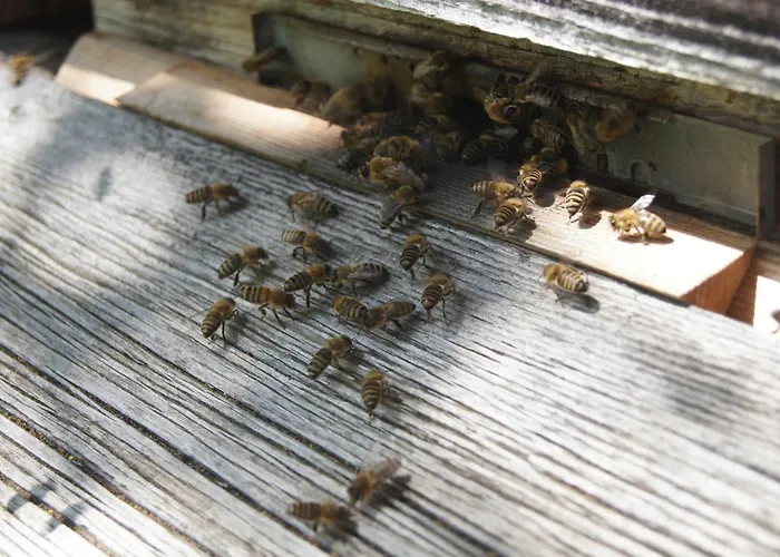 Im Obstgarten Apartamento Achberg